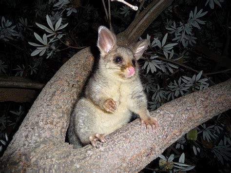 Common Brushtail Possum [IMAGE] | EurekAlert! Science News Releases