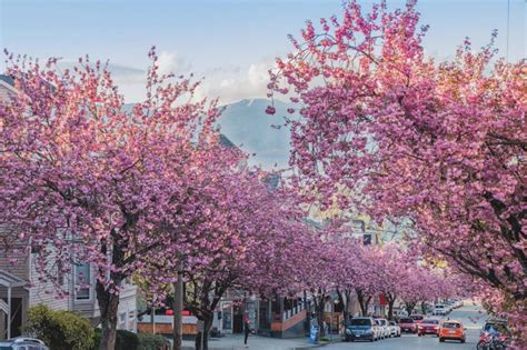 You can take a virtual tour of Vancouver's best cherry blossom spots ...