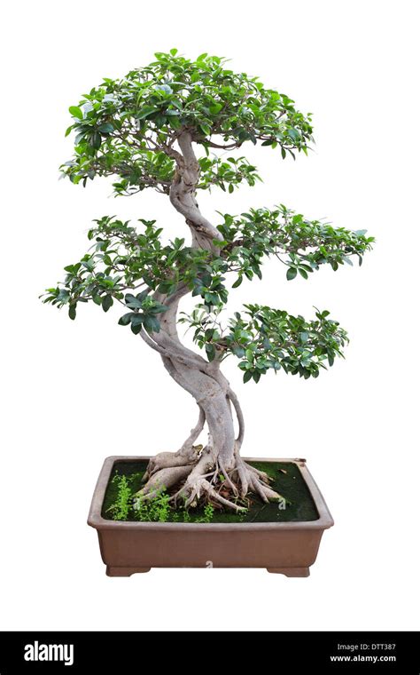 bonsai banyan tree Stock Photo - Alamy