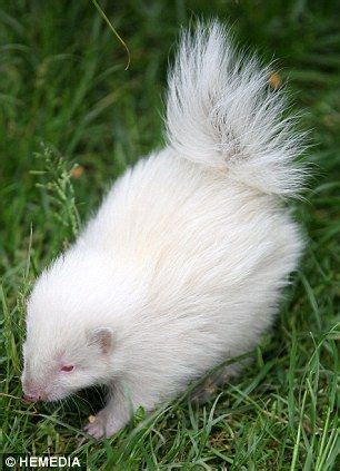 white skunk | Baby skunks, White skunk, Albino