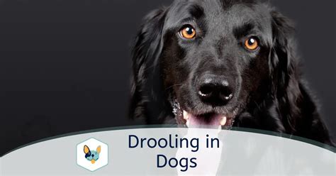 Why is My Dog Drooling?: Causes and Treatment | Your Pet Insured