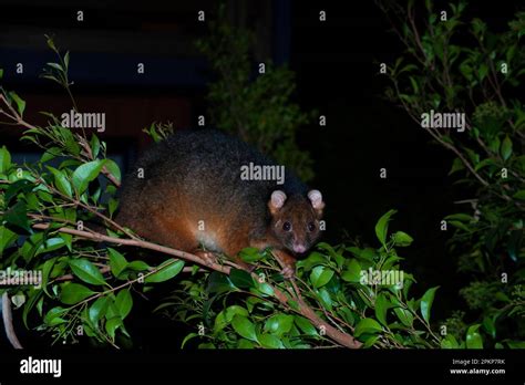 Common ringtail possum (Pseudocheirus peregrinus), Ringtail possum ...