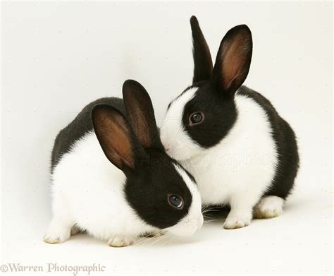 Black-and-white rabbits photo | Black and white rabbit, White rabbits ...