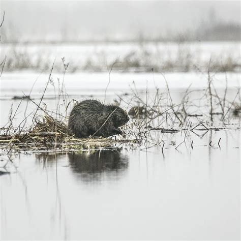 Eurasian Beaver - Facts, Diet, Habitat & Pictures on Animalia.bio