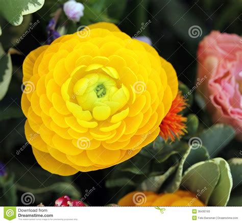 Persian Buttercup in Bouquet Stock Image - Image of head, asiaticus: 36430193