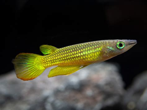 Golden Wonder Killifish - Aquatic Arts on sale today for $ 19.99