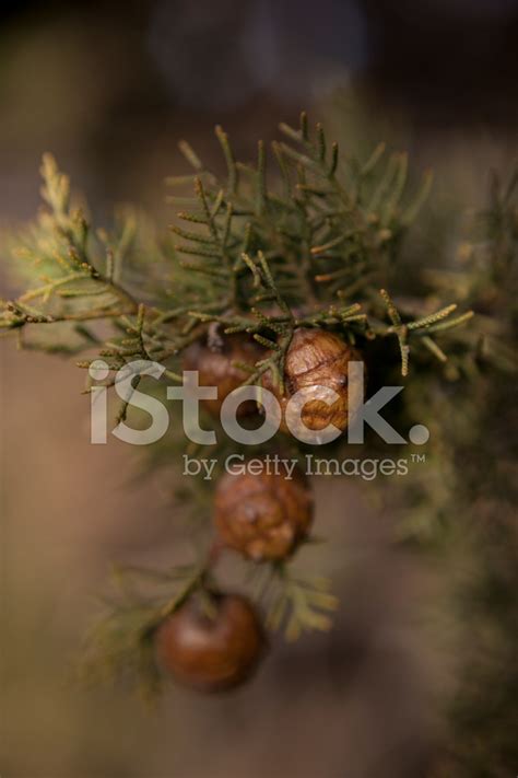 Cypress Seeds Stock Photo | Royalty-Free | FreeImages