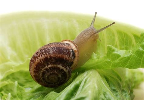 Garden Snail - Snail Facts and Information | Snails in garden, Pet snails, Snail