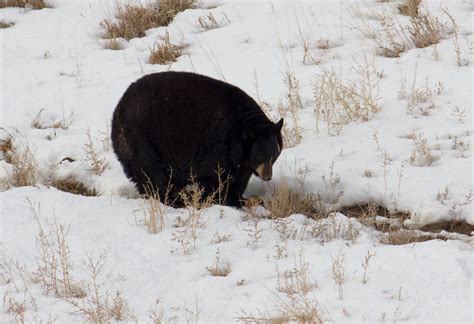 Native Wildlife Species in Colorado