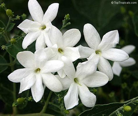 Cultivate Enchanting Jasmine Molle for Home Gardens