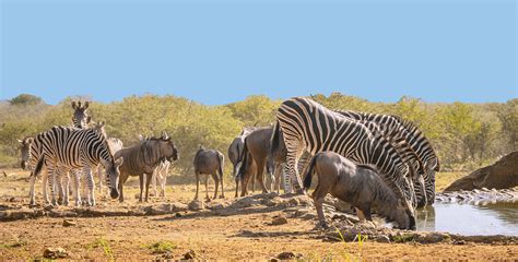 Digital Safari: Who are the major predators that feed on wildebeest? - CGTN