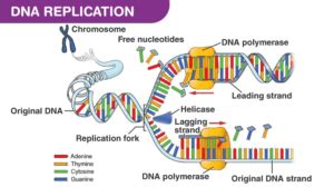 DNA replication steps & rules, DNA polymerase enzymes & RNA primer ...