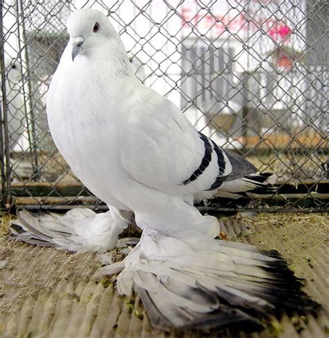 Ice Pigeon Photo from Zwonitz Show | Pigeon breeds, Cute pigeon, Pigeon