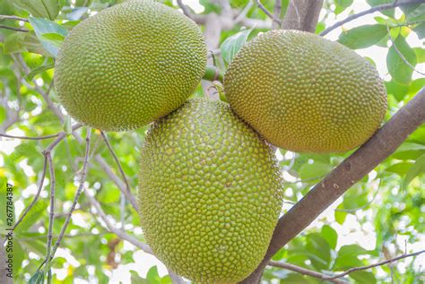 jackfruit, jackfruit from Thailand, big jackfruit Stock Photo | Adobe Stock