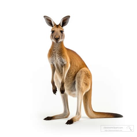 Fox Photos-Kangaroo isolated on white background
