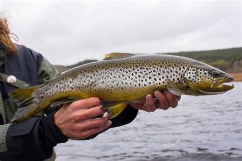 Fishing in the Lake District - Lake District