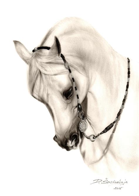 Beautiful White Arabian Horse Painting by Danguole Serstinskaja - Fine ...