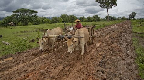 An ox pulling a heavy load: Why do Swedes use an old farming expression this time of year ...