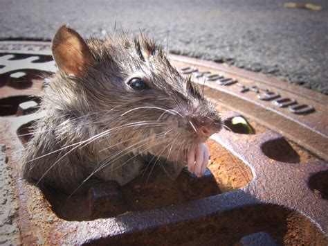 NYC Is Not Most Rat Infested City In US, Shocking Study Finds | New York City, NY Patch