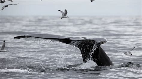 7 Best whale watching spots in Alaska (2024) | Alaska