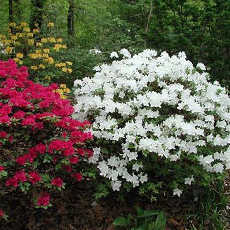 1 X WHITE AZALEA JAPANESE EVERGREEN SHRUB HARDY GARDEN PLANT IN POT | eBay