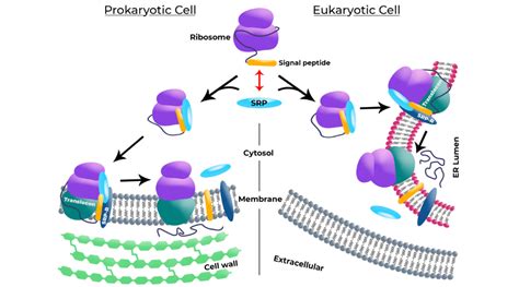 Signal Peptide : Optimize Protein Expression