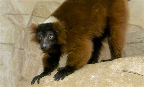 Red-ruffed lemur | Smithsonian's National Zoo