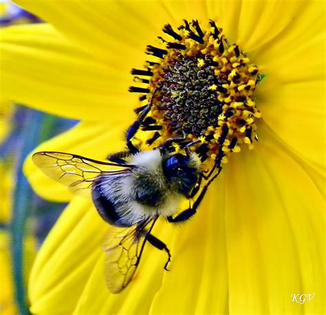 Its a Southern Thing: Bee Happy!