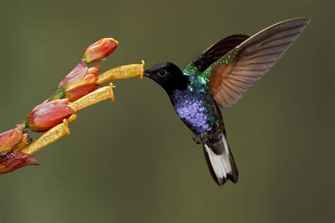 JESS FINDLAY PHOTOGRAPHY — The 15 Most Spectacular Hummingbirds!