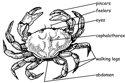 parts of a crab's body - Google Search | Zoology, Thematic units, Marine life