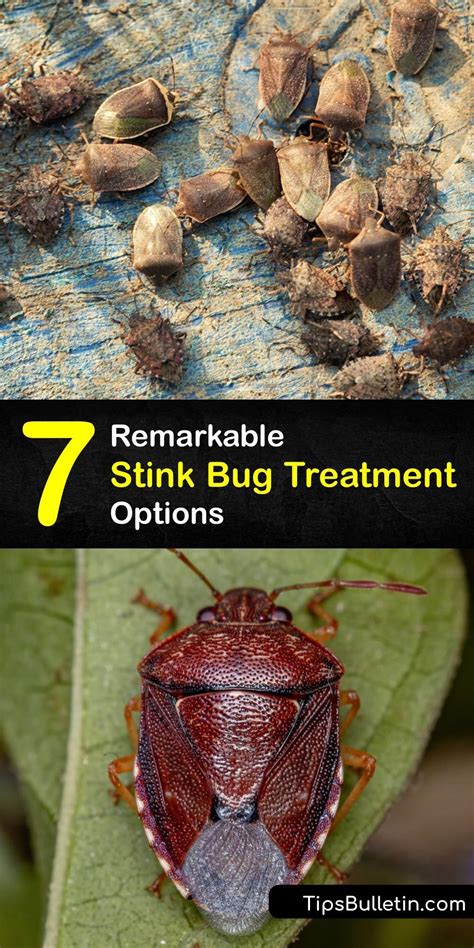 7 remarkable stink bug treatment options – Artofit