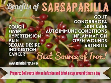 Sarsaparilla | Health remedies, Healing food, Natural health remedies