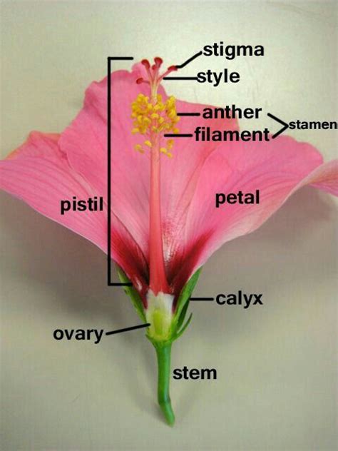 Pin by 👑Shayma👑 on biology | Parts of a flower, Learn biology, Biology facts