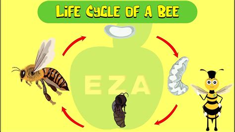 Honeybee Life Cycle | All about Honeybees - YouTube