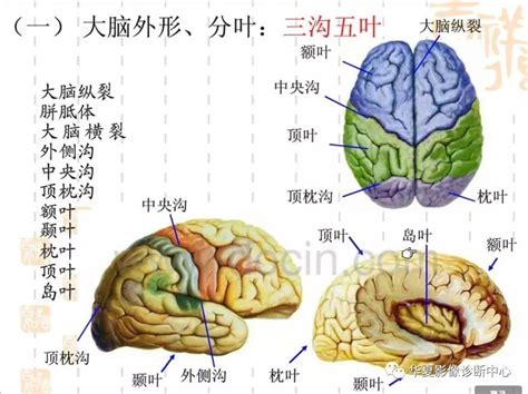 大脑三大沟裂,大脑的三大沟四大裂 - 伤感说说吧