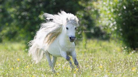 Cute Pony Wallpapers - Top Free Cute Pony Backgrounds - WallpaperAccess