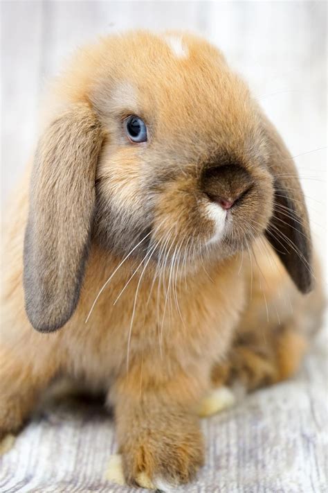 Holland Lop Rabbits For Sale | Los Angeles, CA #184059