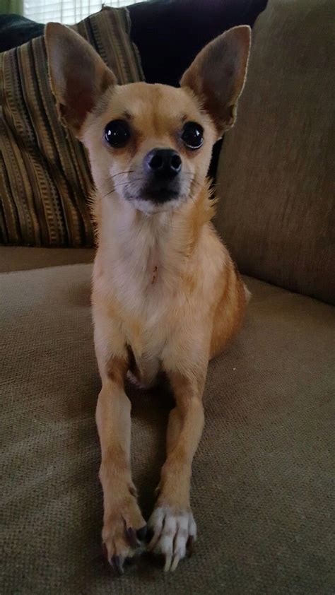 Deer Head Chihuahua Terrier Mix - Pets Lovers