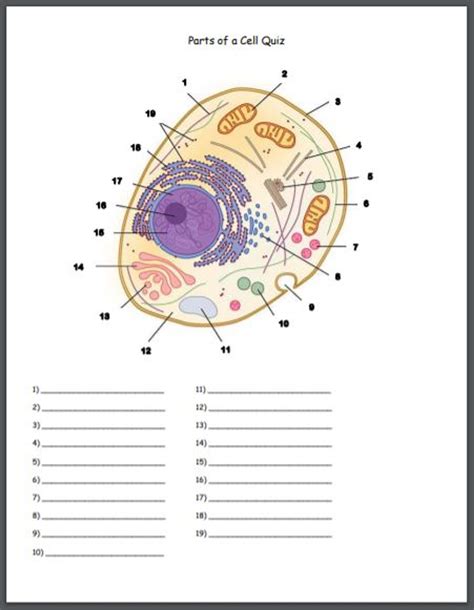 Parts of a Cell Identification Quiz - Amped Up Learning