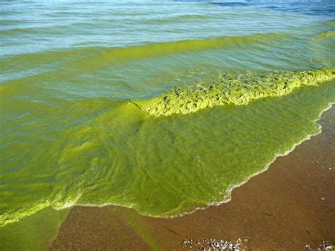 TBW: Worst ever toxic algae bloom's which can kill affecting waters around the US