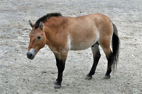 Przewalski s Horse stock photo. Image of przewalski, china - 21990578