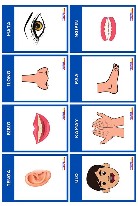 FREE Filipino Flashcards - Body Parts (Bahagi ng Katawan) — The Filipino Homeschooler