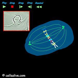 Mitosis: An Interactive Animation | Science cells, Mitosis, Teaching biology