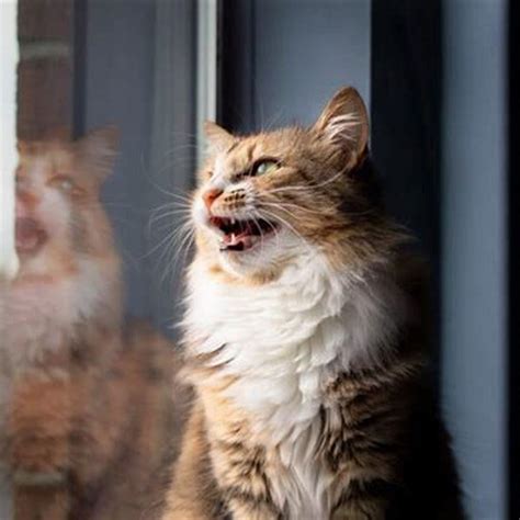 What does chirping mean in cats? - DIY Seattle