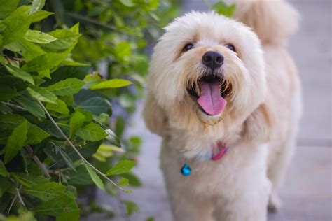 A Guide to Doodle Dog Breeds and Poodle Mixes - Petland Florida