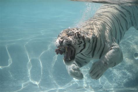 Odin the White Bengal Tiger - So Close | Jerry | Flickr