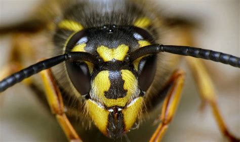 Wasp Larvae Jump To The Dark Side - Asian Scientist Magazine