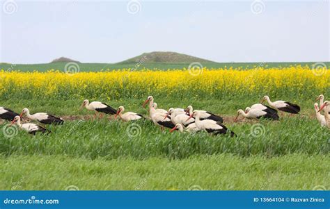 White Storks migration stock photo. Image of marsh, nature - 13664104