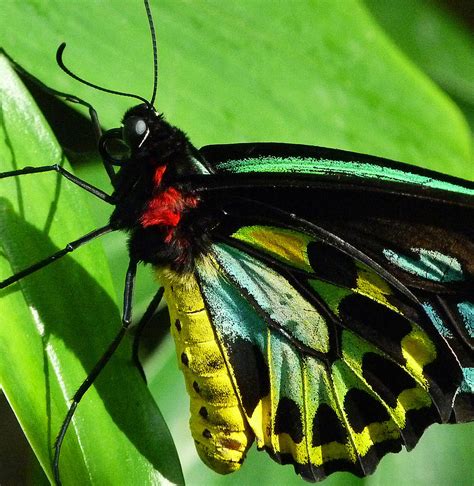 Colors Of The Cairns Birdwing Butterfly Photograph by Margaret Saheed