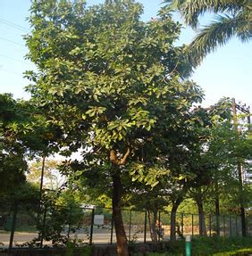 Mahua Tree/Madhuca longifolia | IASbaba